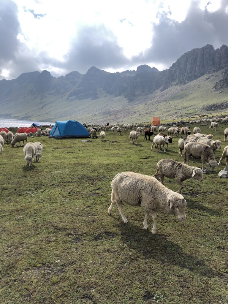 sheep grazing freely in the kashmir valley in India