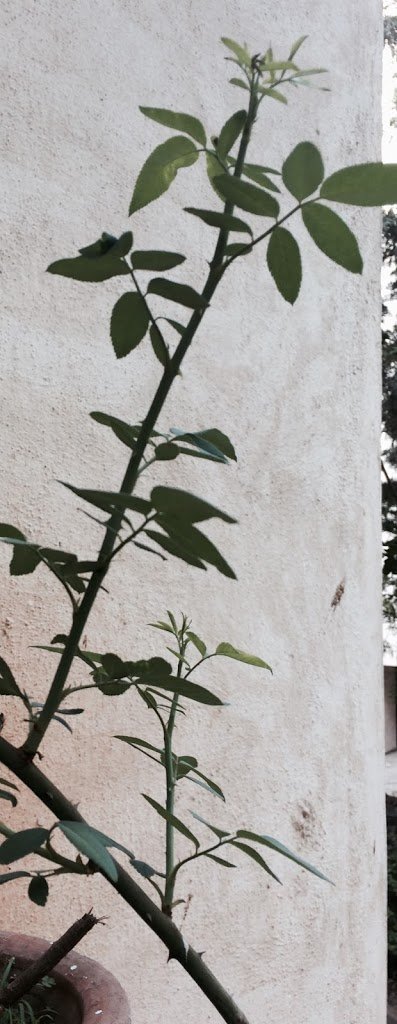 Of Cassini, broken hearts and roses blooming in my borrowed garden